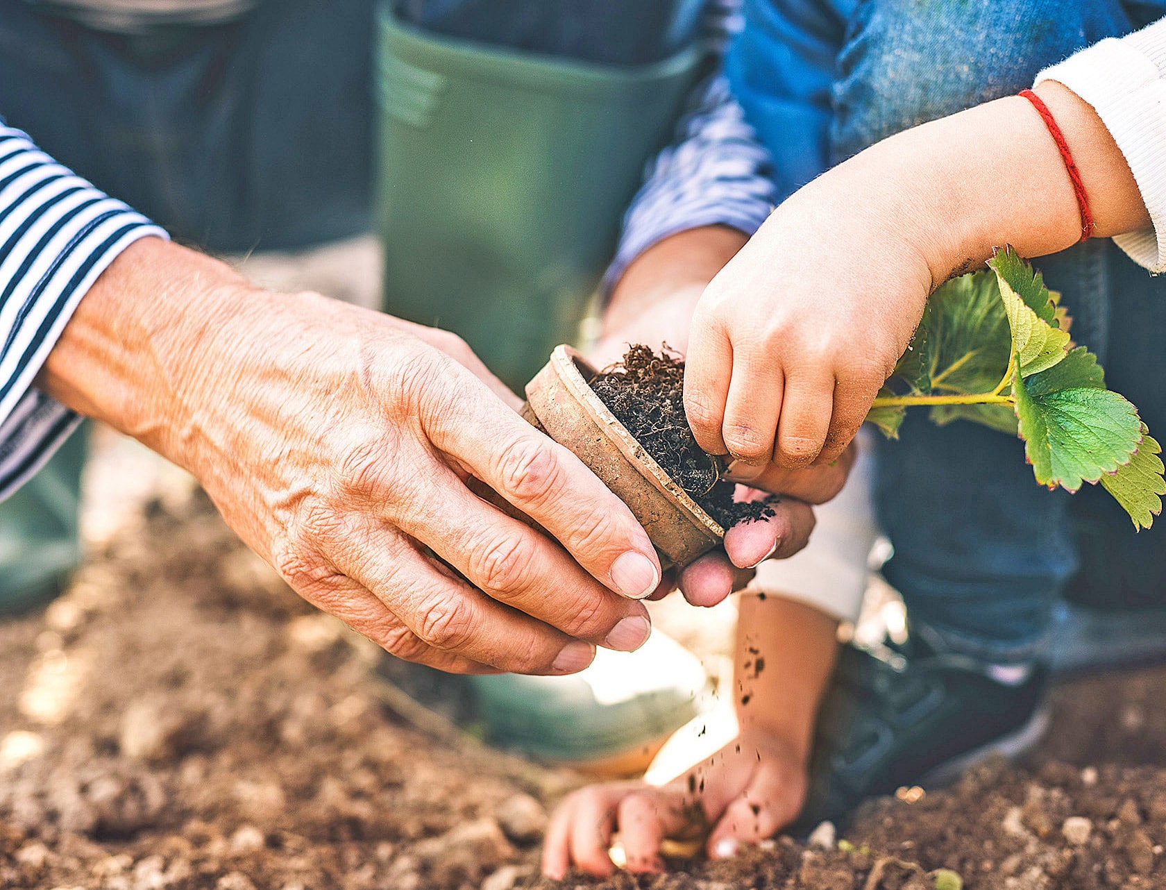 Evdiak eine Erwachsenen- und eine Kinderhand, die Stecklinge pflanzen